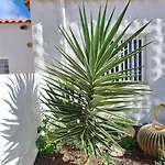 Lejlighed Casa Molina Costa Calma